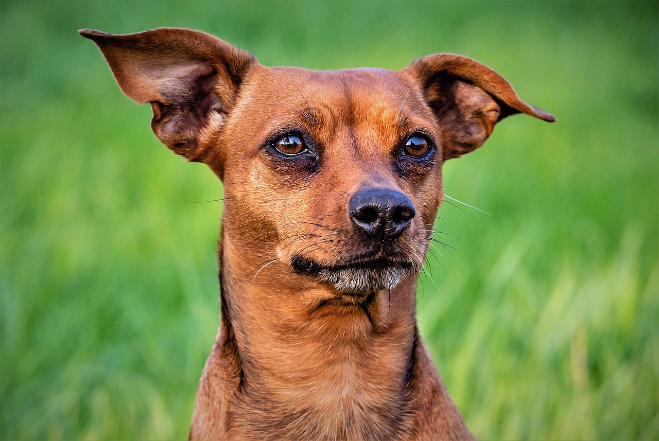 How to Prevent Heartworm Disease in Dogs - Raintree Animal Hospital