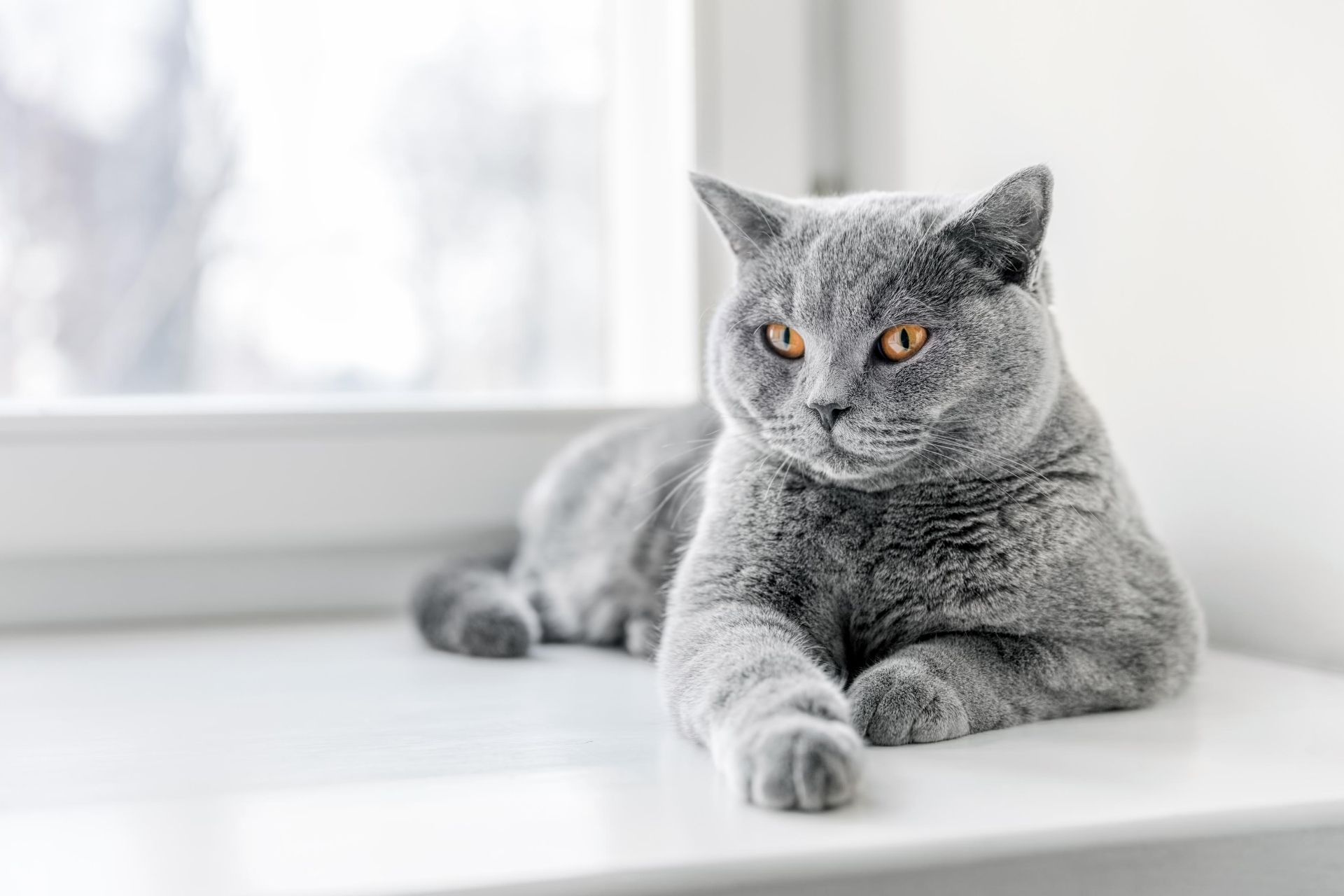 Photo Gallery Raintree Animal Hospital Fort Collins Veterinarian