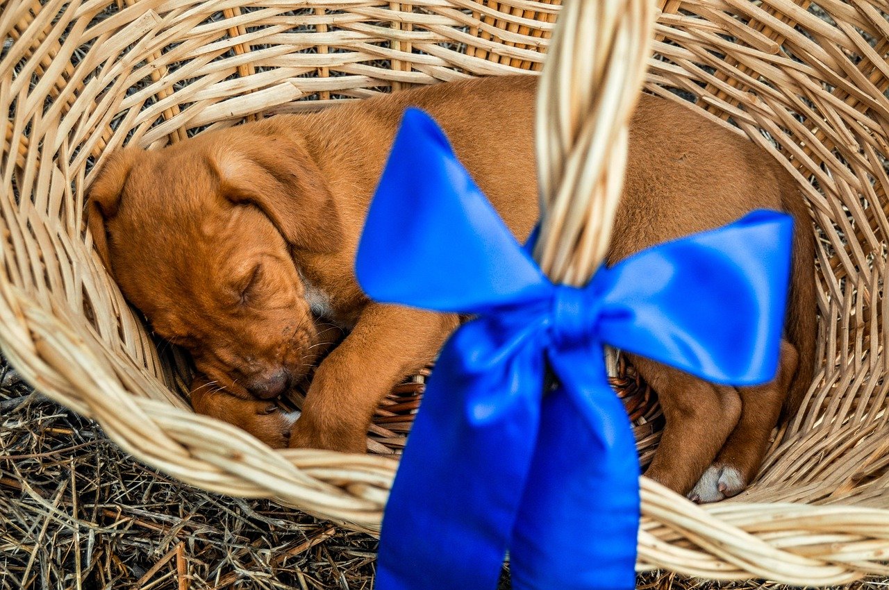 3 Reasons Pets Don t Make Good Gifts Raintree Animal Hospital