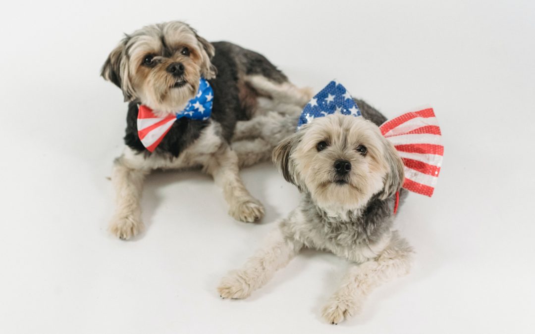 A Pet-Safe 4th of July