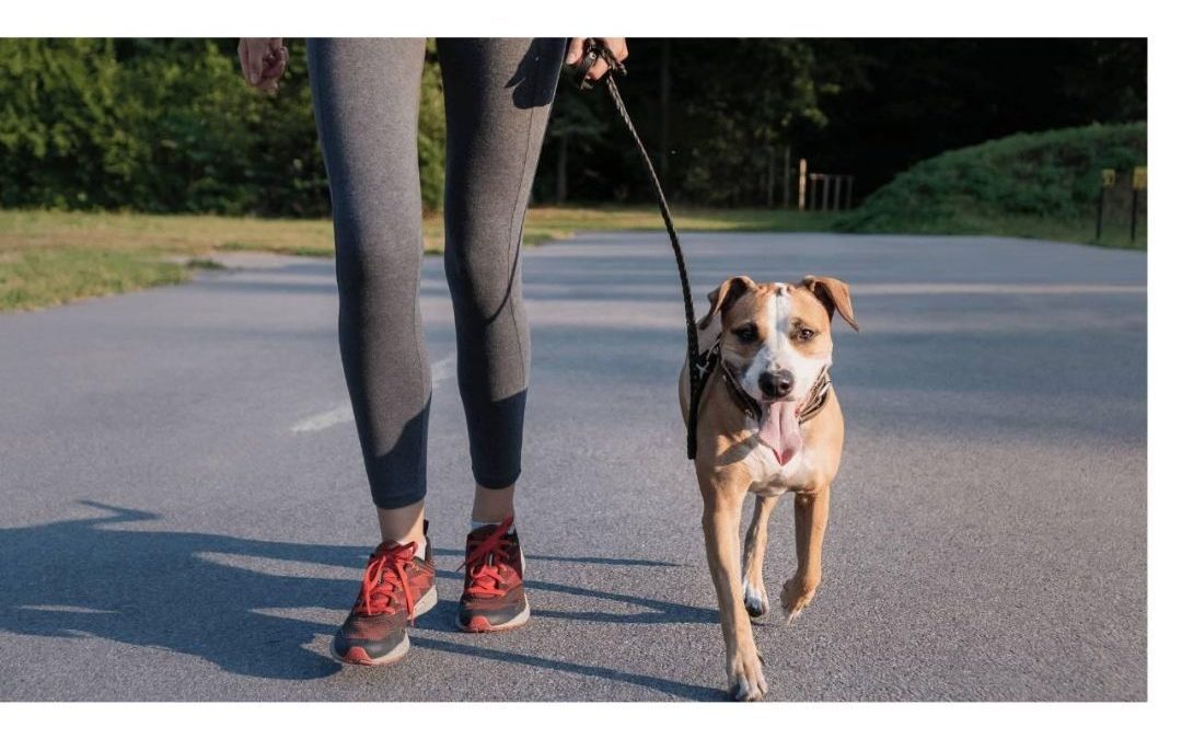 How To Get Your Dog To Walk Calmly On A Leash