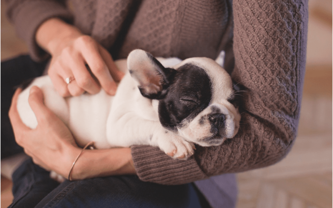 Preparing a Pet Sitter to Care for Your Pet
