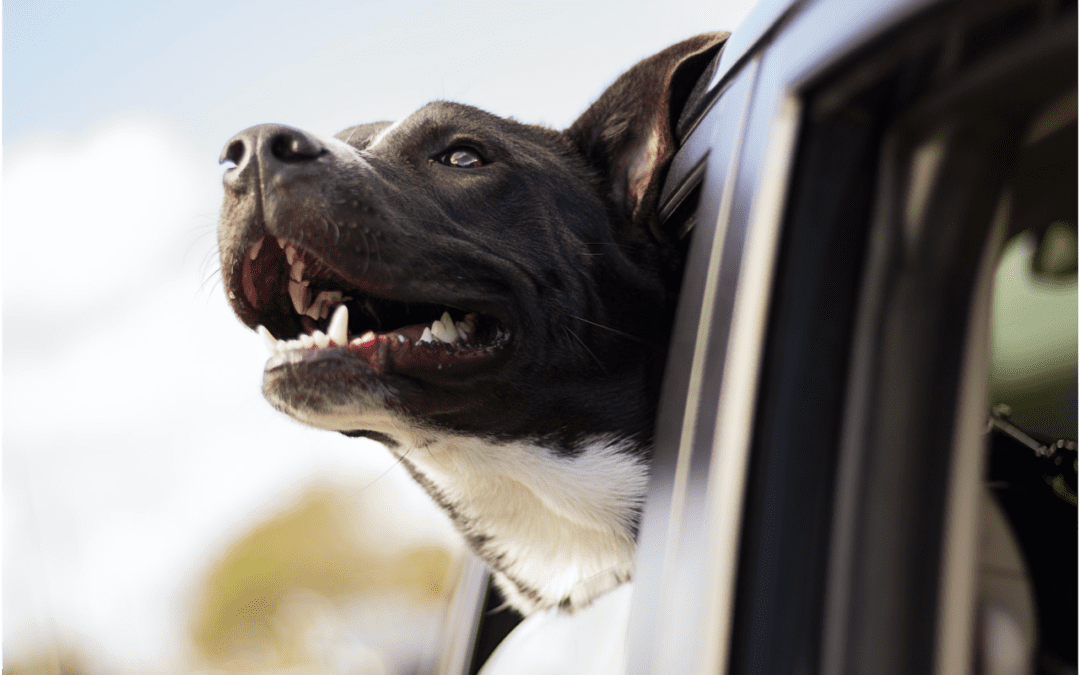 Black and white dog sticking its head out the window of a moving car.