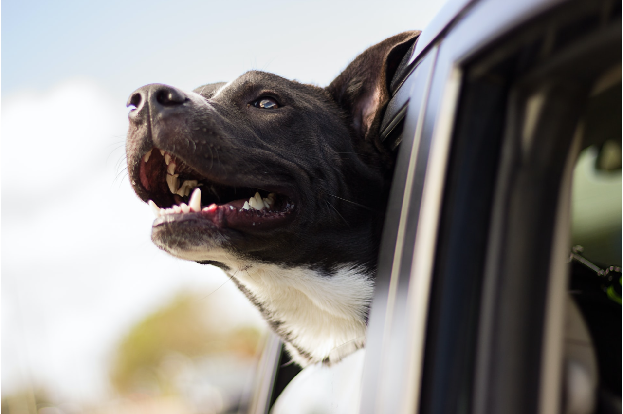 How to Keep Your Pet Safe Indoors and Out - Raintree Animal Hospital