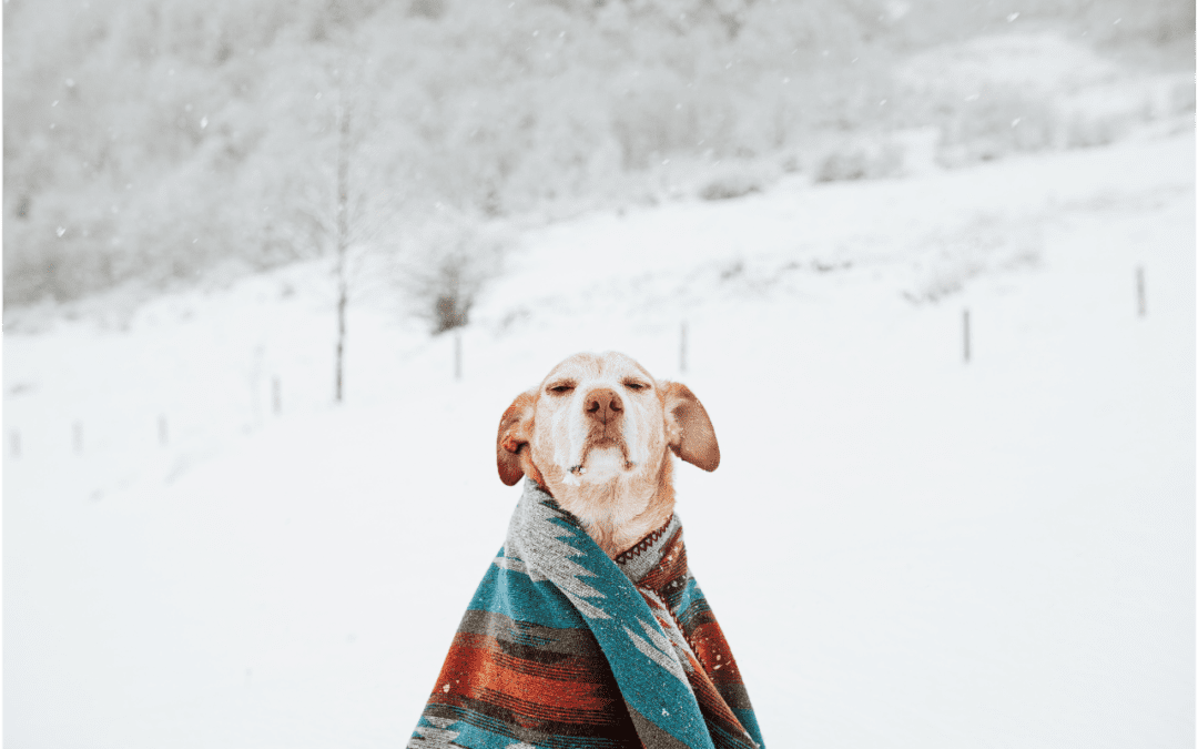 Dog looking cold in the snow wrapped in a blanket