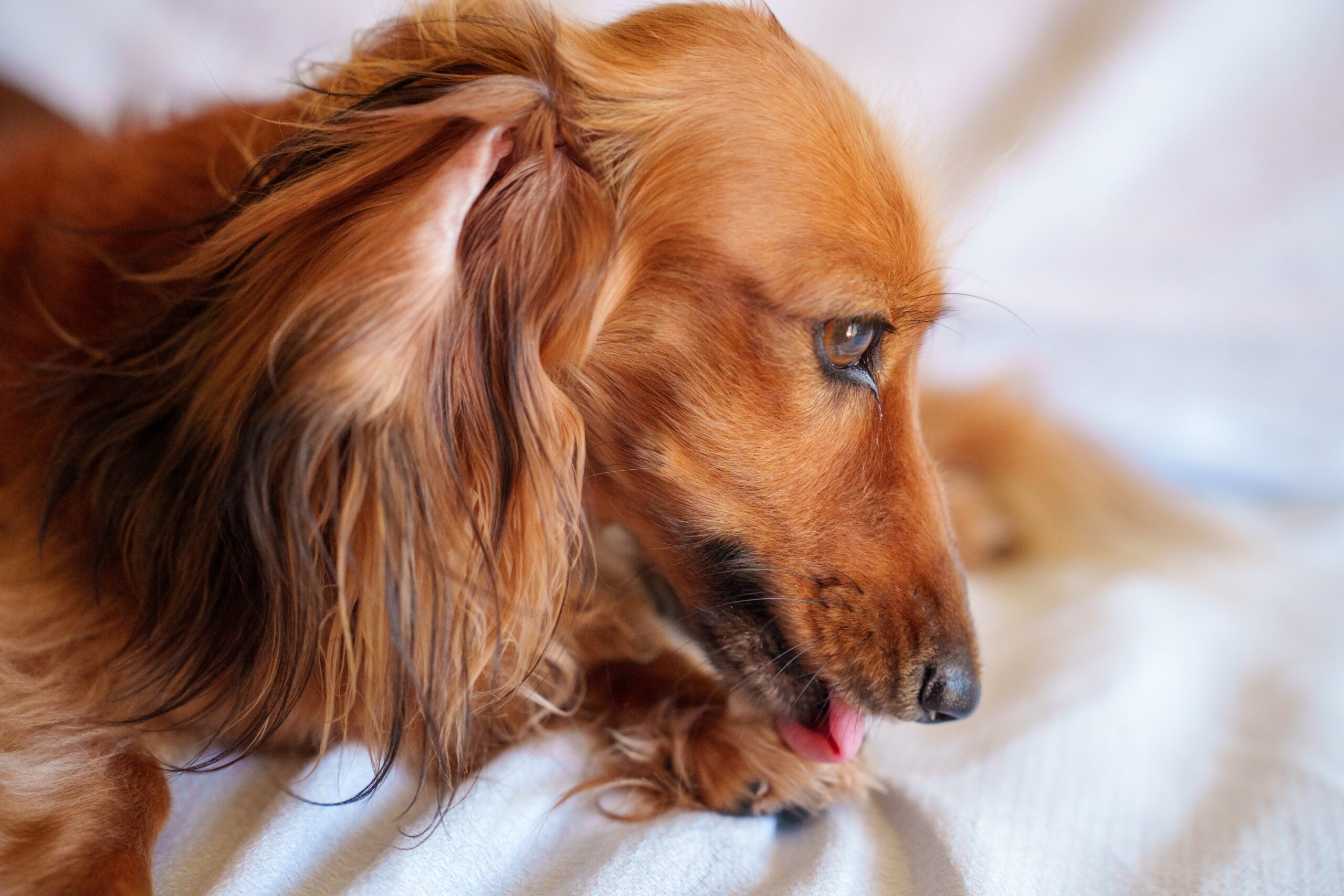 What Are Hot Spots in Pets? Raintree Animal Hospital
