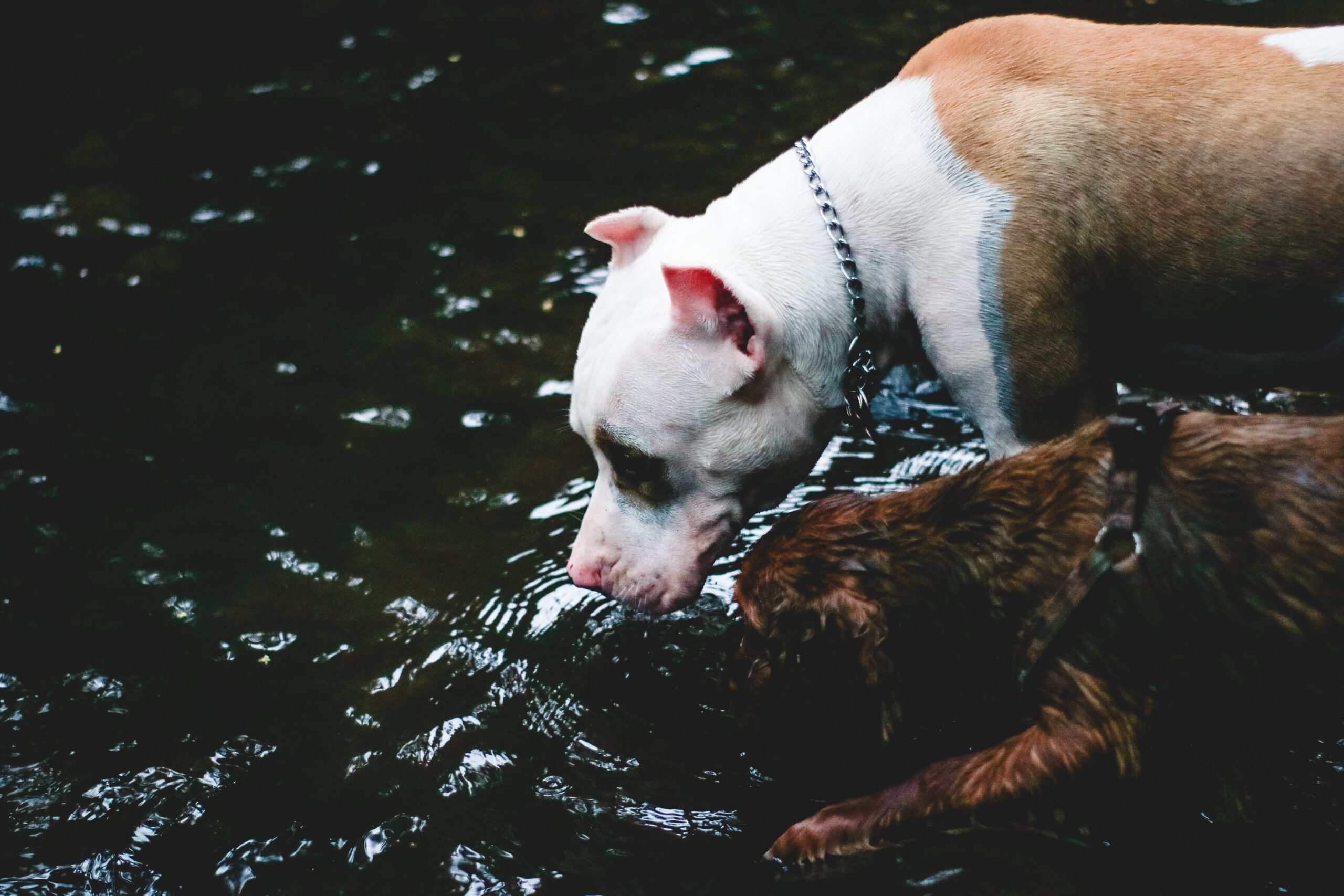 Keep Your Pet Hydrated During the Summer Raintree Animal Hospital